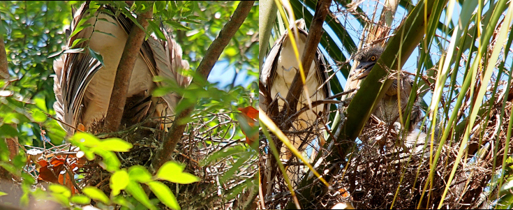 [Two photos spliced together each with a nest tucked into tree limbs and greenery. The nests are created from lots of small twigs. On the left is the grey rimmed white underside of an adult bird with the small head and large triangular beak of a grey striped youngster. On the right is a youngster standing on the nest. Its body is partially obscured by a long thin blade of palm. Its eye is a black dot in a yellow ring. It's short grey down sticks out from its body as it stands on the nest. The white underside of the parent is off to the left side.]